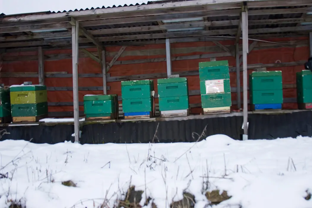 Premium-Bienenpatenschaft Bild 2