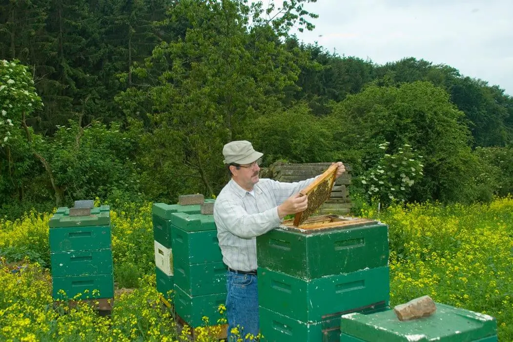 Premium-Bienenpatenschaft Betreuung durch Imker
